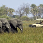 Safaris en África