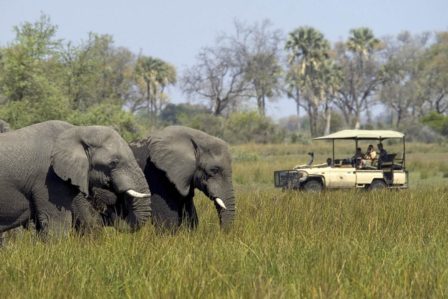 Los 7 magníficos: Los mejores safaris en Africa para ver fauna salvaje