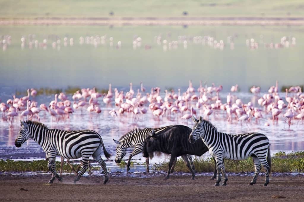 Fauna_Ngorongoro