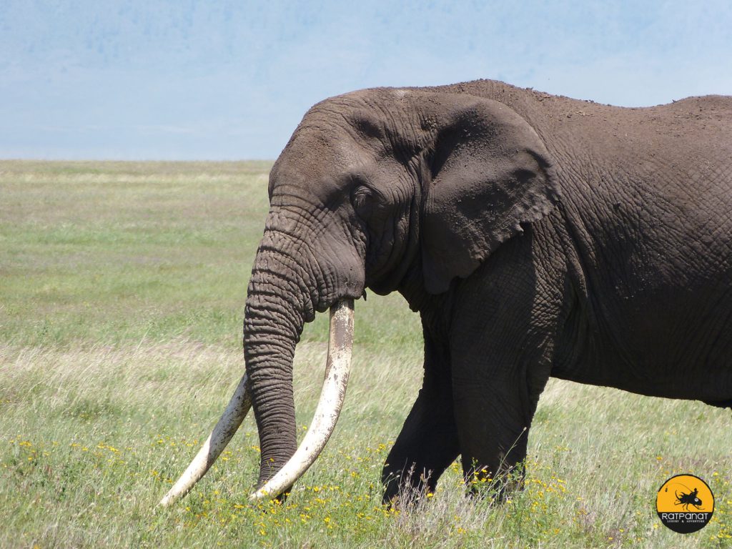 Elefante-Botswana-luna de miel