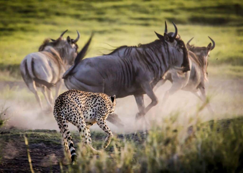 Safari en Masai Mara: Cinco actividades muy TOP!!