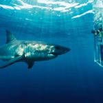 Africa- Sudafrica- Buceo con tiburones