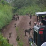 Safari-Black-Friday- kenia-tanzania-ratpanat