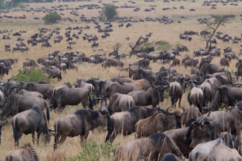 Gran-Migracion-Serengeti-RatpanatJPG