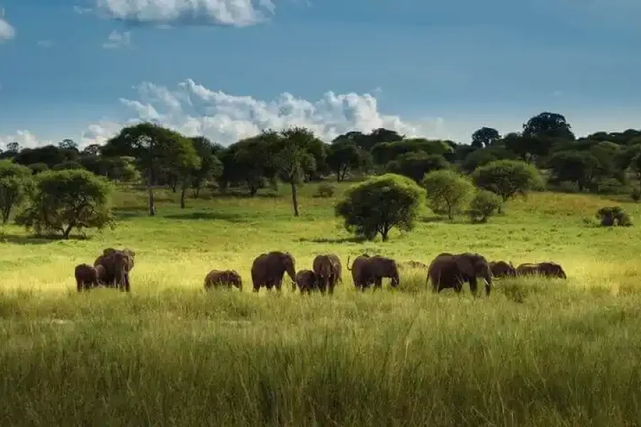 Los secretos del elefante africano que no conocías